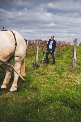 FRANCE - SOUTH-WEST - ORGANIC WINE - ANIMAL TRACTION - HORSE - TRADITIONAL VINEYARD PLOUGHING - PLOUGHMAN