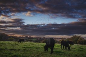 FRANCE - SOUTH-WEST - ORGANIC WINE - ANGUS BEEF - TRADITIONAL VINEYARD PLOUGHING