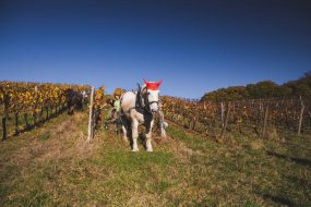 FRANCE - SOUTH-WEST - ORGANIC WINE - ANIMAL TRACTION - HORSE - TRADITIONAL VINEYARD PLOUGHING