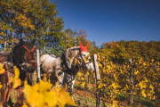 FRANCE - SOUTH-WEST - ORGANIC WINE - ANIMAL TRACTION - HORSE - TRADITIONAL VINEYARD PLOUGHING
