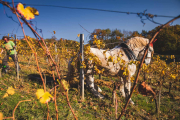 FRANCE - SOUTH-WEST - ORGANIC WINE - ANIMAL TRACTION - HORSE - TRADITIONAL VINEYARD PLOUGHING - WOMAN - APPRENTICE