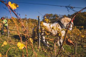 FRANCE - SOUTH-WEST - ORGANIC WINE - ANIMAL TRACTION - HORSE - TRADITIONAL VINEYARD PLOUGHING - WOMAN - APPRENTICE