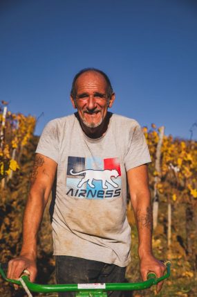 FRANCE - SOUTH-WEST - ORGANIC WINE - ANIMAL TRACTION - HORSE - TRADITIONAL VINEYARD PLOUGHING - PLOUGHMAN