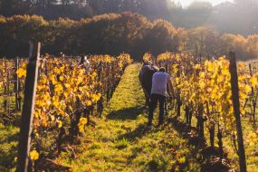 FRANCE - SOUTH-WEST - ORGANIC WINE - ANIMAL TRACTION - HORSE - TRADITIONAL VINEYARD PLOUGHING - PLOUGHMAN