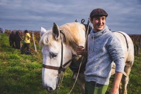 FRANCE - SOUTH-WEST - ORGANIC WINE - ANIMAL TRACTION - HORSE - TRADITIONAL VINEYARD PLOUGHING