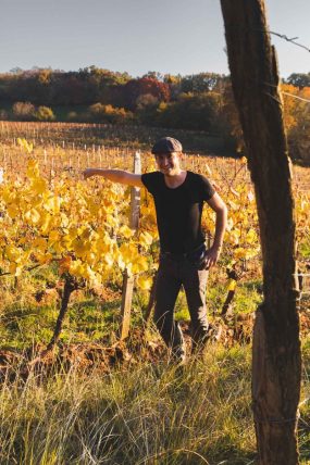 FRANCE - SOUTH-WEST - ORGANIC WINE - ANIMAL TRACTION - HORSE - TRADITIONAL VINEYARD PLOUGHING - WINEGROWER