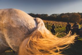 FRANCE - SOUTH-WEST - ORGANIC WINE - ANIMAL TRACTION - HORSE - TRADITIONAL VINEYARD PLOUGHING