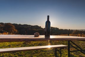 FRANCE - SOUTH-WEST - ORGANIC WINE - BIODYNAMICS - BOTTLE - TRADITIONAL VINEYARD PLOUGHING