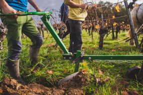 FRANCE - SOUTH-WEST - ORGANIC WINE - ANIMAL TRACTION - HORSE - TRADITIONAL VINEYARD PLOUGHING