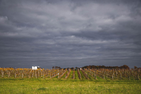 FRANCE - SOUTH-WEST - ORGANIC WINE - ANIMAL TRACTION - HORSE - TRADITIONAL VINEYARD PLOUGHING