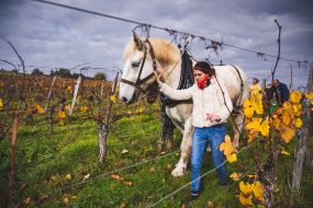 FRANCE - SOUTH-WEST - ORGANIC WINE - ANIMAL TRACTION - HORSE - TRADITIONAL VINEYARD PLOUGHING - WOMAN