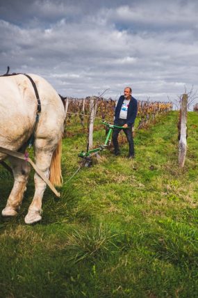 FRANCE - SOUTH-WEST - ORGANIC WINE - ANIMAL TRACTION - HORSE - TRADITIONAL VINEYARD PLOUGHING - PLOUGHMAN