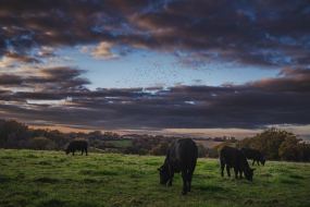 FRANCE - SOUTH-WEST - ORGANIC WINE - ANGUS BEEF - TRADITIONAL VINEYARD PLOUGHING