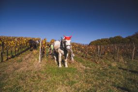 FRANCE - SOUTH-WEST - ORGANIC WINE - ANIMAL TRACTION - HORSE - TRADITIONAL VINEYARD PLOUGHING