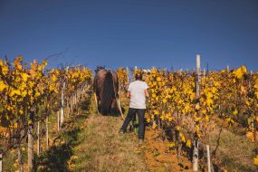 FRANCE - SOUTH-WEST - ORGANIC WINE - ANIMAL TRACTION - HORSE - TRADITIONAL VINEYARD PLOUGHING - PLOUGHMAN