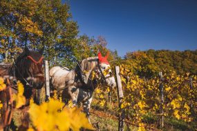 FRANCE - SOUTH-WEST - ORGANIC WINE - ANIMAL TRACTION - HORSE - TRADITIONAL VINEYARD PLOUGHING