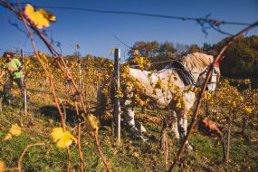 FRANCE - SOUTH-WEST - ORGANIC WINE - ANIMAL TRACTION - HORSE - TRADITIONAL VINEYARD PLOUGHING - WOMAN - APPRENTICE
