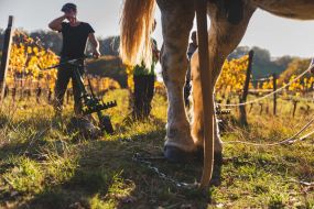 FRANCE - SOUTH-WEST - ORGANIC WINE - ANIMAL TRACTION - HORSE - TRADITIONAL VINEYARD PLOUGHING