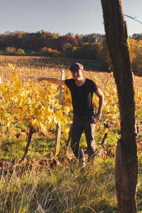 FRANCE - SOUTH-WEST - ORGANIC WINE - ANIMAL TRACTION - HORSE - TRADITIONAL VINEYARD PLOUGHING - WINEGROWER