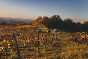 FRANCE - SOUTH-WEST - ORGANIC WINE - ANIMAL TRACTION - HORSE - TRADITIONAL VINEYARD PLOUGHING