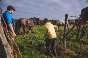 FRANCE - SOUTH-WEST - ORGANIC WINE - ANIMAL TRACTION - HORSE - TRADITIONAL VINEYARD PLOUGHING