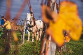 FRANCE - SOUTH-WEST - ORGANIC WINE -  ANIMAL TRACTION - HORSE -  TRADITIONAL VINEYARD PLOUGHING