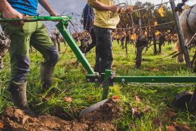 FRANCE - SOUTH-WEST - ORGANIC WINE - ANIMAL TRACTION - HORSE - TRADITIONAL VINEYARD PLOUGHING