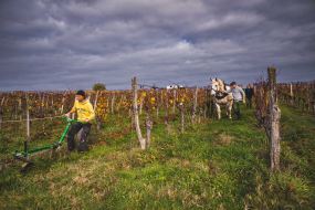 FRANCE - SOUTH-WEST - ORGANIC WINE - ANIMAL TRACTION - HORSE - TRADITIONAL VINEYARD PLOUGHING