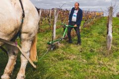 FRANCE - SOUTH-WEST - ORGANIC WINE - ANIMAL TRACTION - HORSE - TRADITIONAL VINEYARD PLOUGHING - PLOUGHMAN