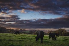 FRANCE - SOUTH-WEST - ORGANIC WINE - ANGUS BEEF - TRADITIONAL VINEYARD PLOUGHING