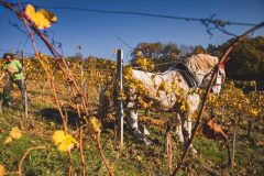 FRANCE - SOUTH-WEST - ORGANIC WINE - ANIMAL TRACTION - HORSE - TRADITIONAL VINEYARD PLOUGHING - WOMAN - APPRENTICE