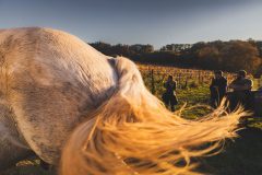 FRANCE - SOUTH-WEST - ORGANIC WINE - ANIMAL TRACTION - HORSE - TRADITIONAL VINEYARD PLOUGHING
