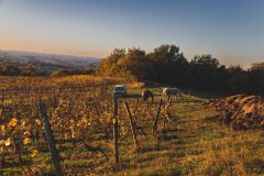 FRANCE - SOUTH-WEST - ORGANIC WINE - ANIMAL TRACTION - HORSE - TRADITIONAL VINEYARD PLOUGHING