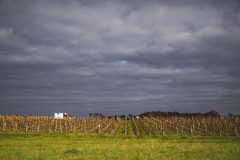 FRANCE - SOUTH-WEST - ORGANIC WINE - ANIMAL TRACTION - HORSE - TRADITIONAL VINEYARD PLOUGHING