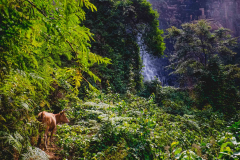 @-S-Paradis-Poetical-Guinea-206